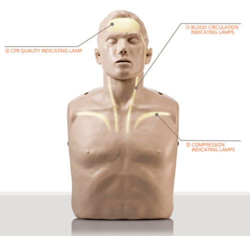 Brayden LIGHTS Manikin with WHITE LED lighting - 10425